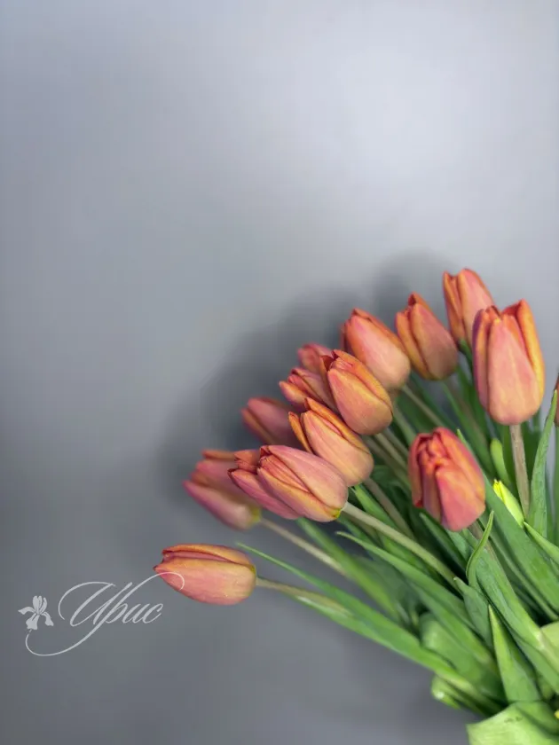 Тюльпан оранж