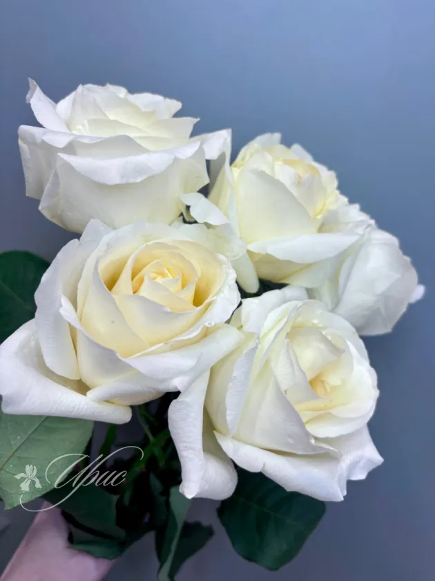 Роза WHITE CHOCOLATE 50 см