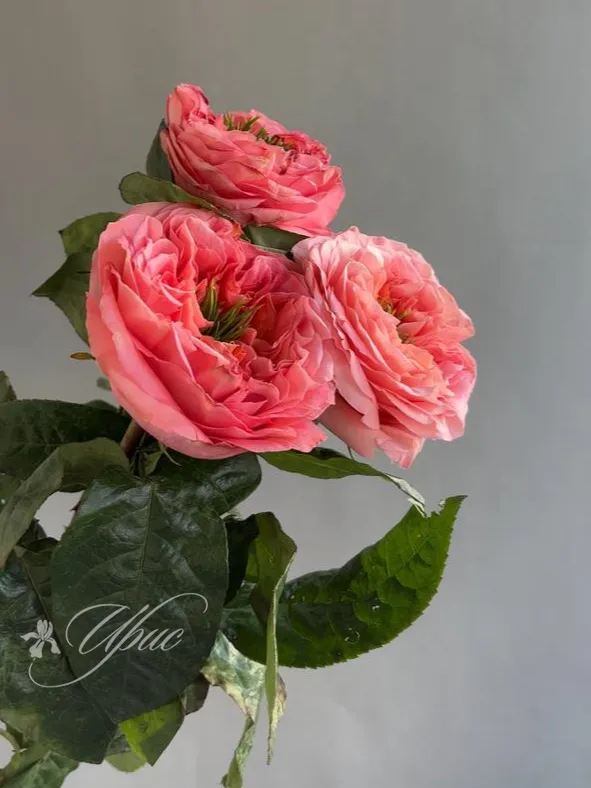 Роза сорта Mandarin Expression