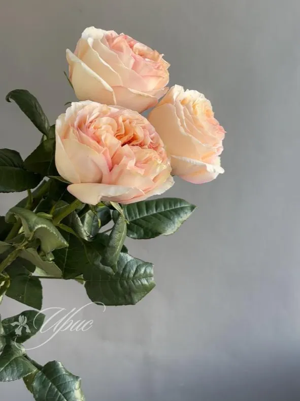 Роза сорта Cream X-Pression