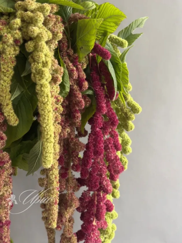 Амарантовый каскад