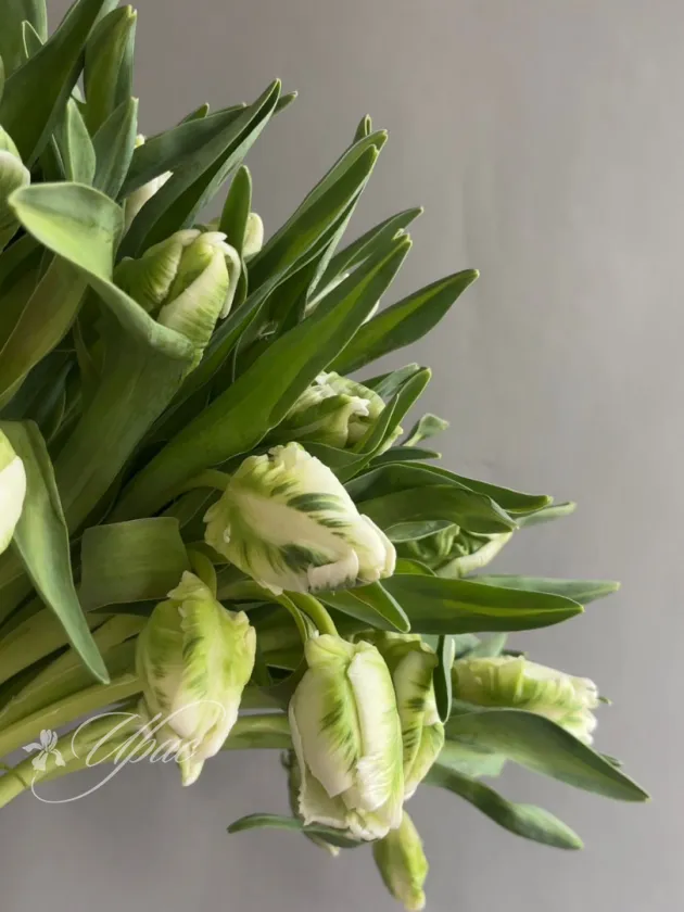 Тюльпан белый пионовидный 