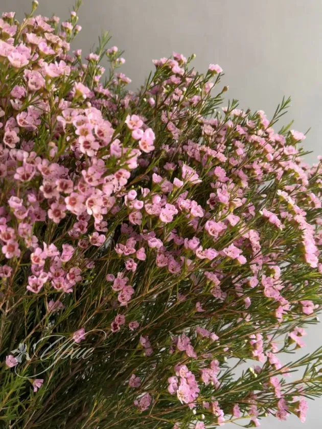 Хамелациум