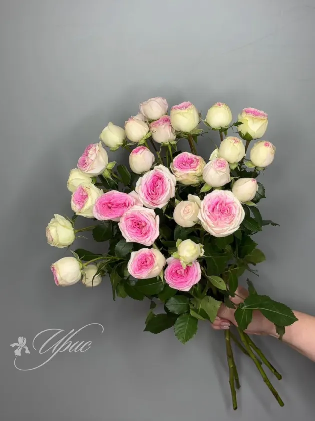 Роза кустовая Джелато