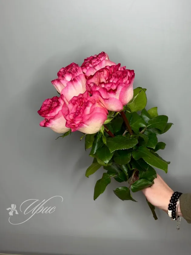 Роза сорта Энчатмент