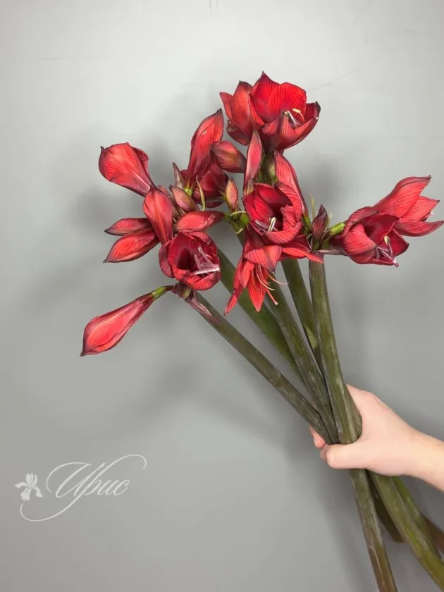 Амариллис Рапидо