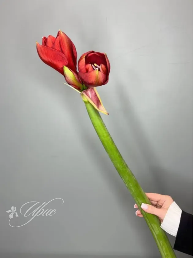 Амариллис Феррари