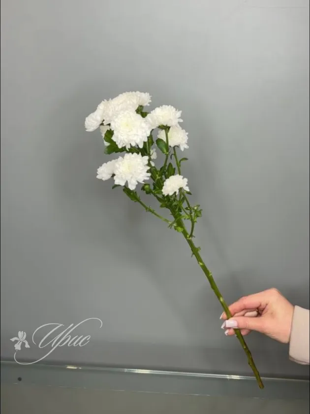 Хризантема сантини белая