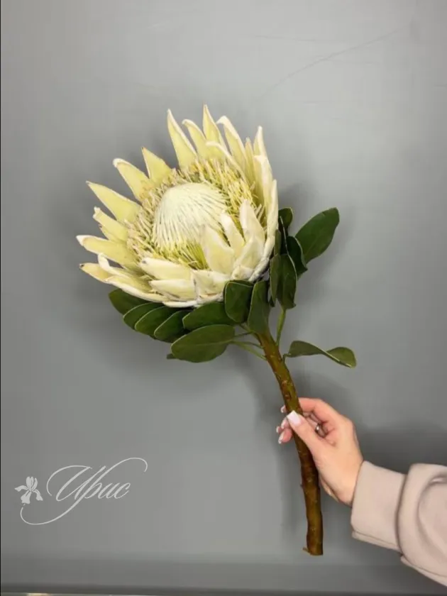 Протея арктик