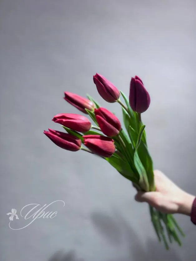 Тюльпаны «Бургундское вино»