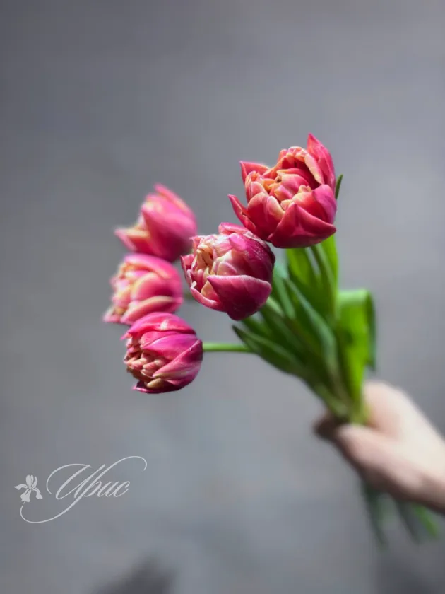 Розовые пионовидные тюльпаны