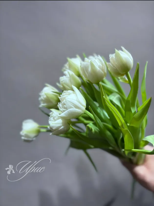 Белые пионовидные тюльпаны