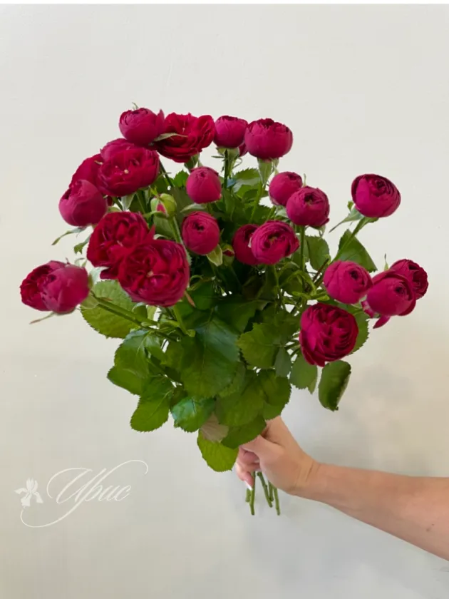 Роза Кустовая пионовидная Марун