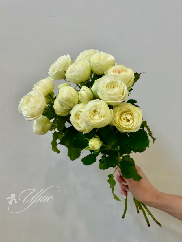 Роза кустовая пионовидная Сноу Волд