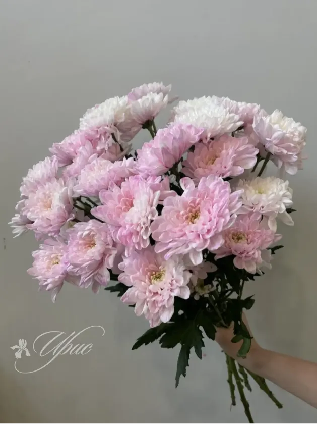 Хризантема кустовая крашенная сорта кенеди