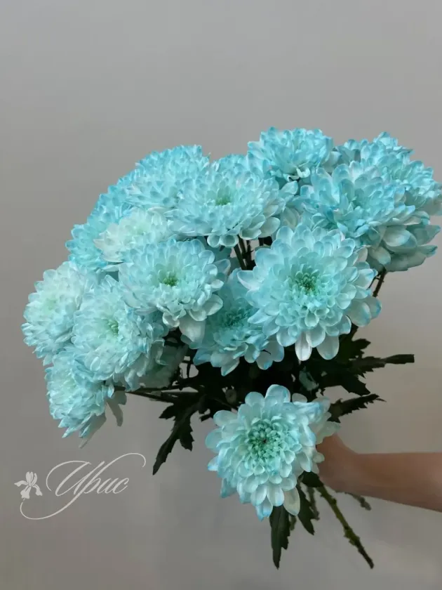 Хризантема кустовая крашенная 