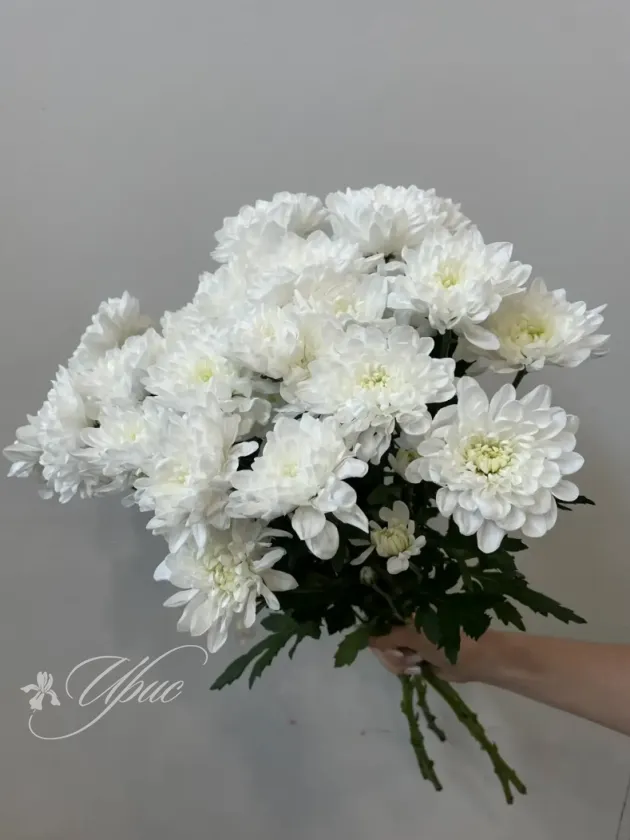 Хризантема кустовая белая 