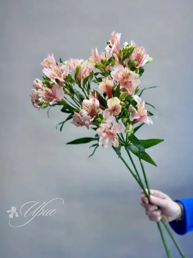 Альстромерия микс