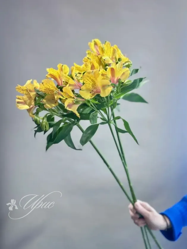 Альстромерия микс