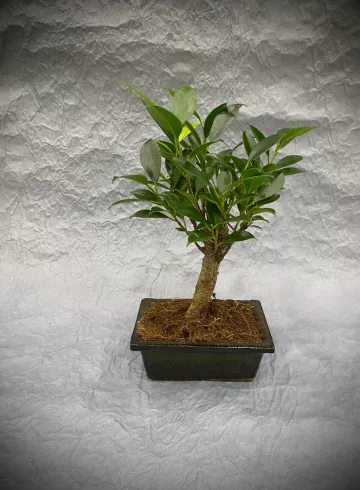 Бонсай Микс 1 от интернет-магазина цветов в 