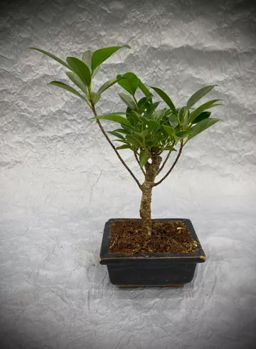 Бонсай Микс 2 от интернет-магазина цветов в 