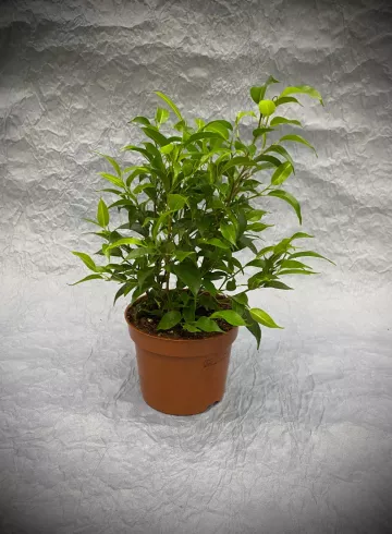 Фикус Бенджамина Микс от интернет-магазина цветов в 