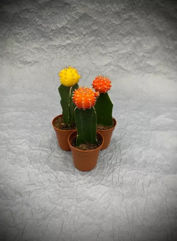 Гимнокалициум Микс от интернет-магазина цветов в 