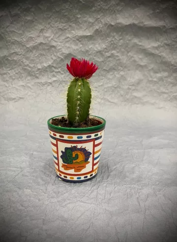 Кактус Микс от интернет-магазина цветов в 