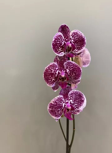 Фаленопсис  Микс. 60см от интернет-магазина цветов в 