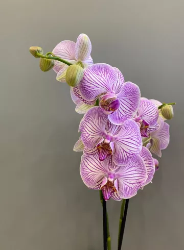 Фаленопсис Ван Гел Микс 2 ст. от интернет-магазина цветов в 