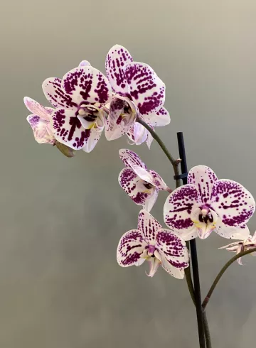 Фаленопсис Конст Микс 1 ст. от интернет-магазина цветов в 