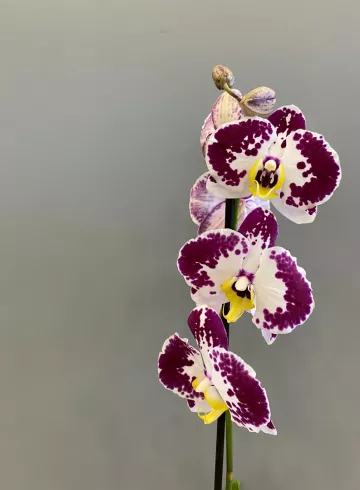 Фаленопсис Маарел Микс 1 ст. от интернет-магазина цветов в 