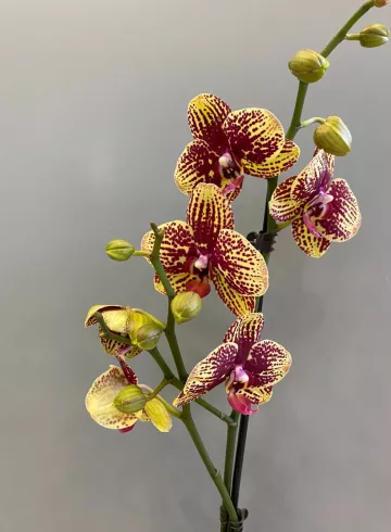 Фаленопсис Карин Алхо 1 ст. от интернет-магазина цветов в 