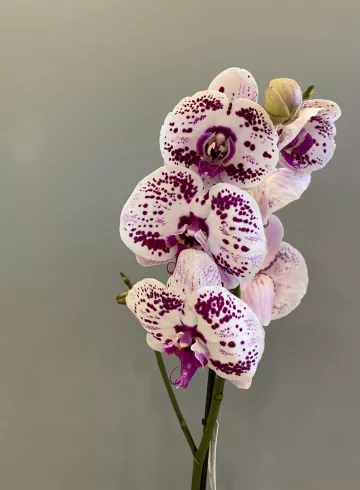 Фаленопсис Пиппи Ленгкоус 1 ст. от интернет-магазина цветов в 