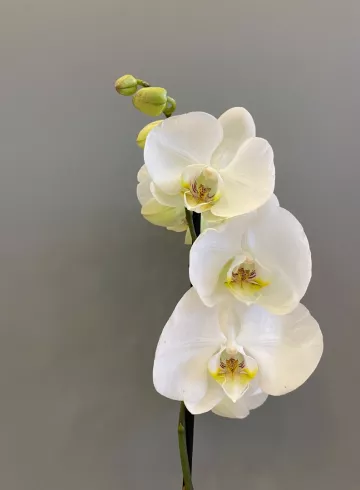Фаленопсис Микс 50 см. от интернет-магазина цветов в 