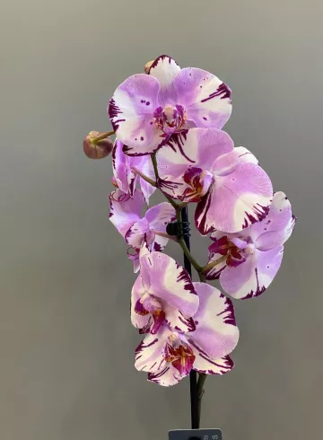 Фаленопсис Колор Ван Гел Микс 1 ст. от интернет-магазина цветов в 