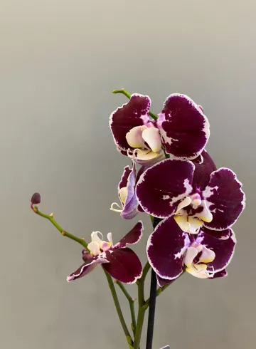 Фаленопсис Колор Ван Гел 2 Микс 1 ст. от интернет-магазина цветов в 