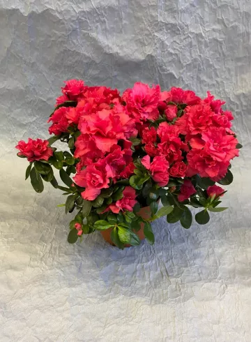 Азалия Индика Красная от интернет-магазина цветов в 