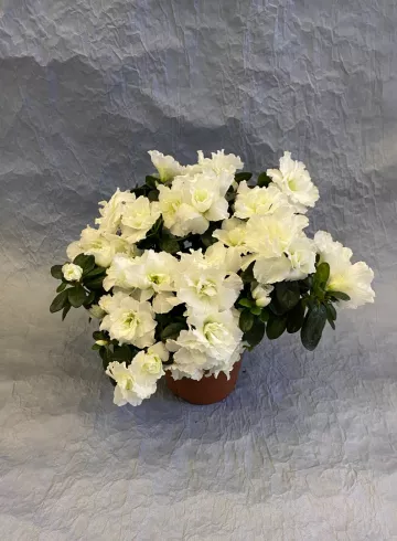 Азалия Индика Белая от интернет-магазина цветов в 