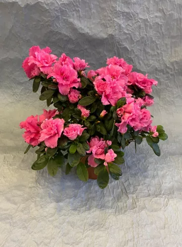 Азалия Индика Розовая от интернет-магазина цветов в 