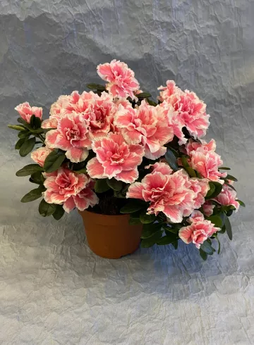 Азалия Индика Розово-белая от интернет-магазина цветов в 