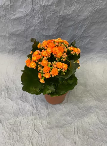 Каланхое Перфекта Оранж от интернет-магазина цветов в 