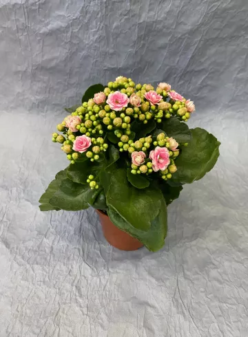 Каланхое Перфекта Розовая от интернет-магазина цветов в 