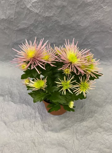 Хризантема Спешл Розовая от интернет-магазина цветов в 