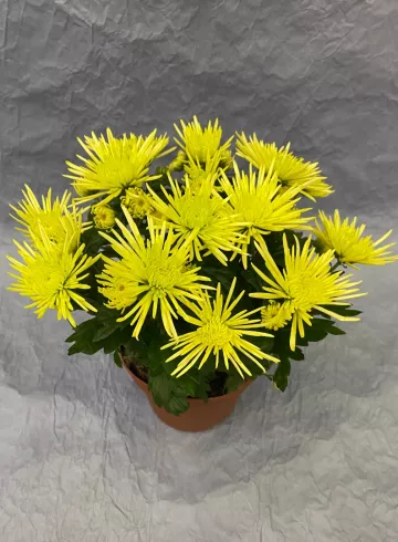 Хризантема Спешл Желтая от интернет-магазина цветов в 