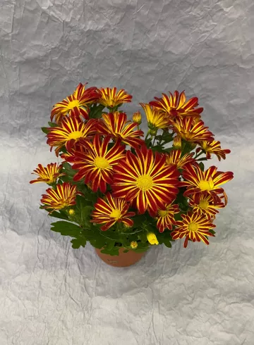 Хризантема Спешл Микс от интернет-магазина цветов в 