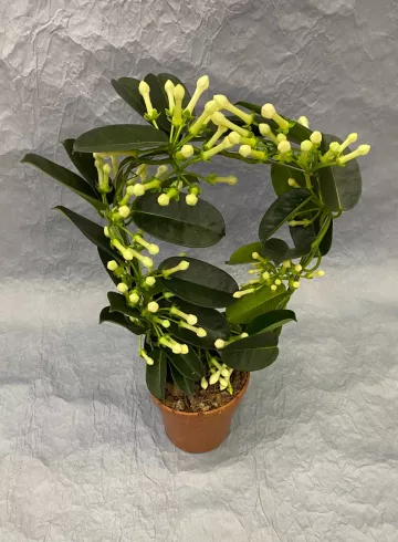 Стефанотис Флорибунда от интернет-магазина цветов в 