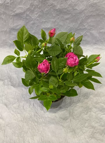 Роза Стар  Фуксия от интернет-магазина цветов в 