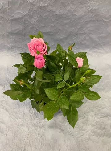 Роза Стар Розовая от интернет-магазина цветов в 