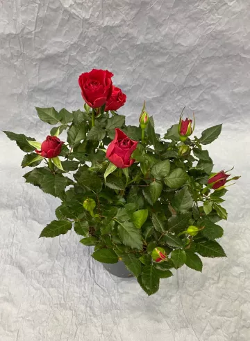 Роза Стар Красная от интернет-магазина цветов в 